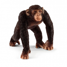Sjimpanse - Han